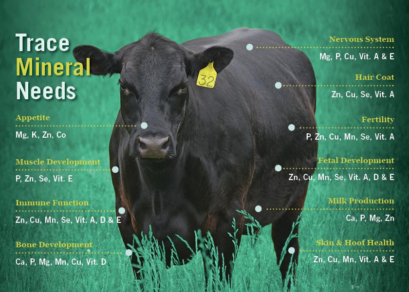 Trace Mineral Needs In The Beef Herd Bovine Veterinarian